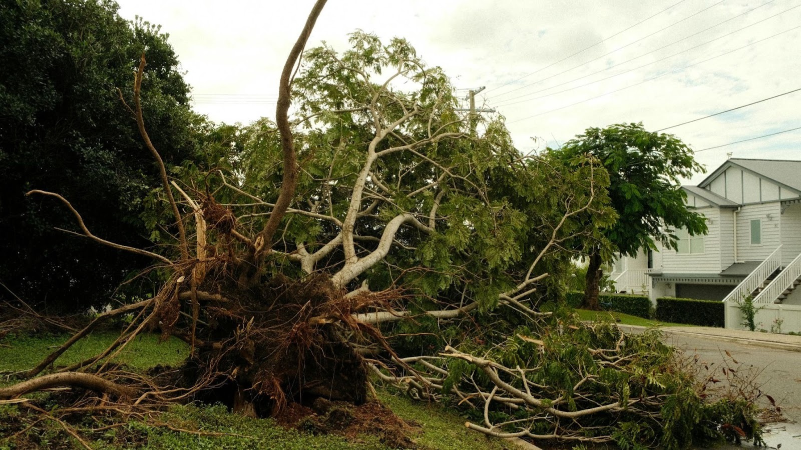 Storm-damaged uprooted tree fallen on residential street near home