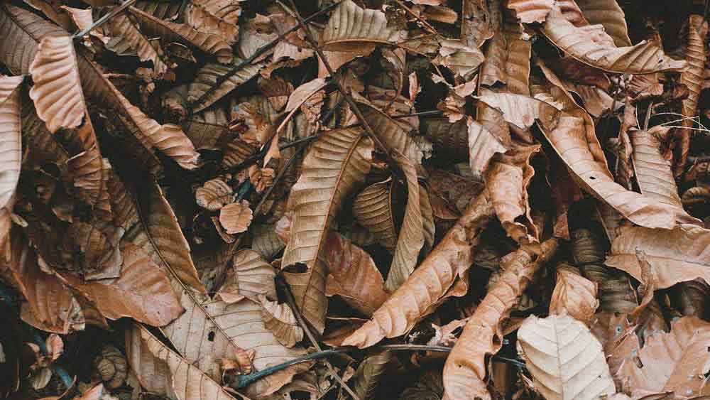 Unattractive leaves blanketing the ground after a storm