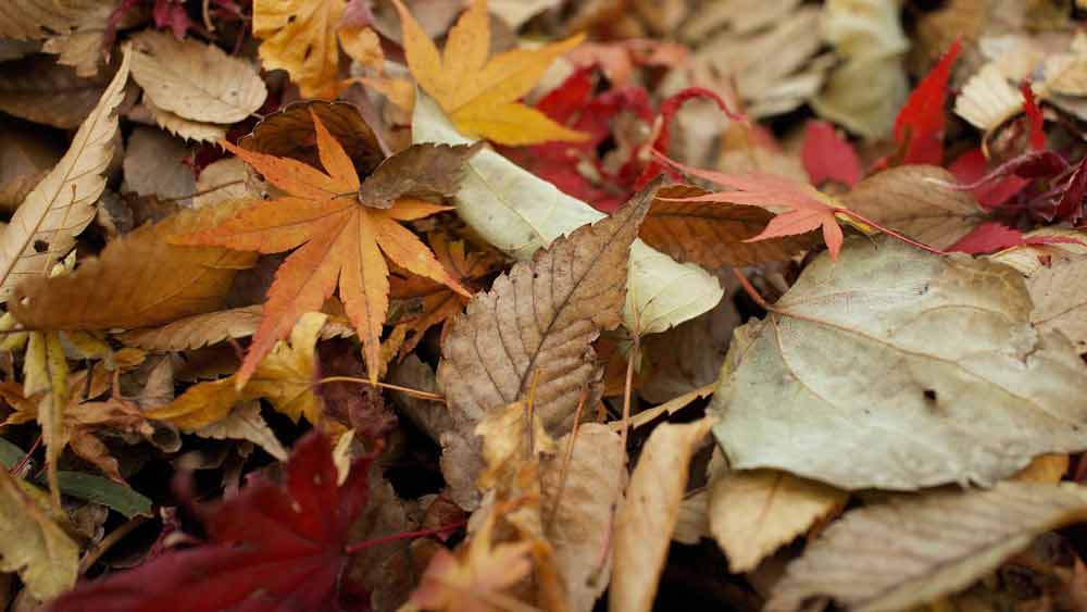 Fallen leaves cover a garden during the Autumn season which can be cleared by Steve's Rubbish Removals