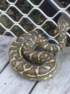 Snake In Metal Grid Fence Spotted Whilst Removing Rubbish Around Brisbane