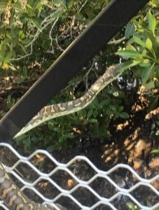 Snake slithering in a bush during an encounter with Steve's Rubbish Removals