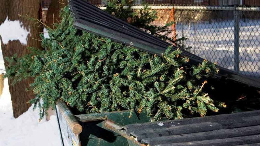 Old Christmas Tree Thrown Into A Bin After The Holidays Of Which Steve's Rubbish Removals Can Take Care