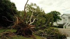 Storm-damaged uprooted tree fallen on residential street near home